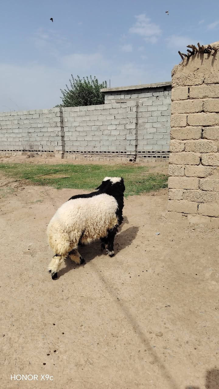 هونر X9c • هاتف • للبيع