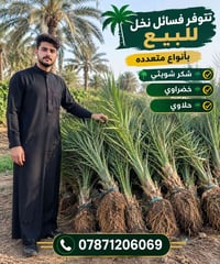 فسائل نخل • حلاوي • خضراوي