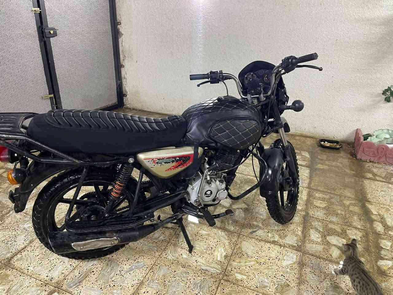 بوكسر جبلي • ٢٠٢١ • بدون اوراق