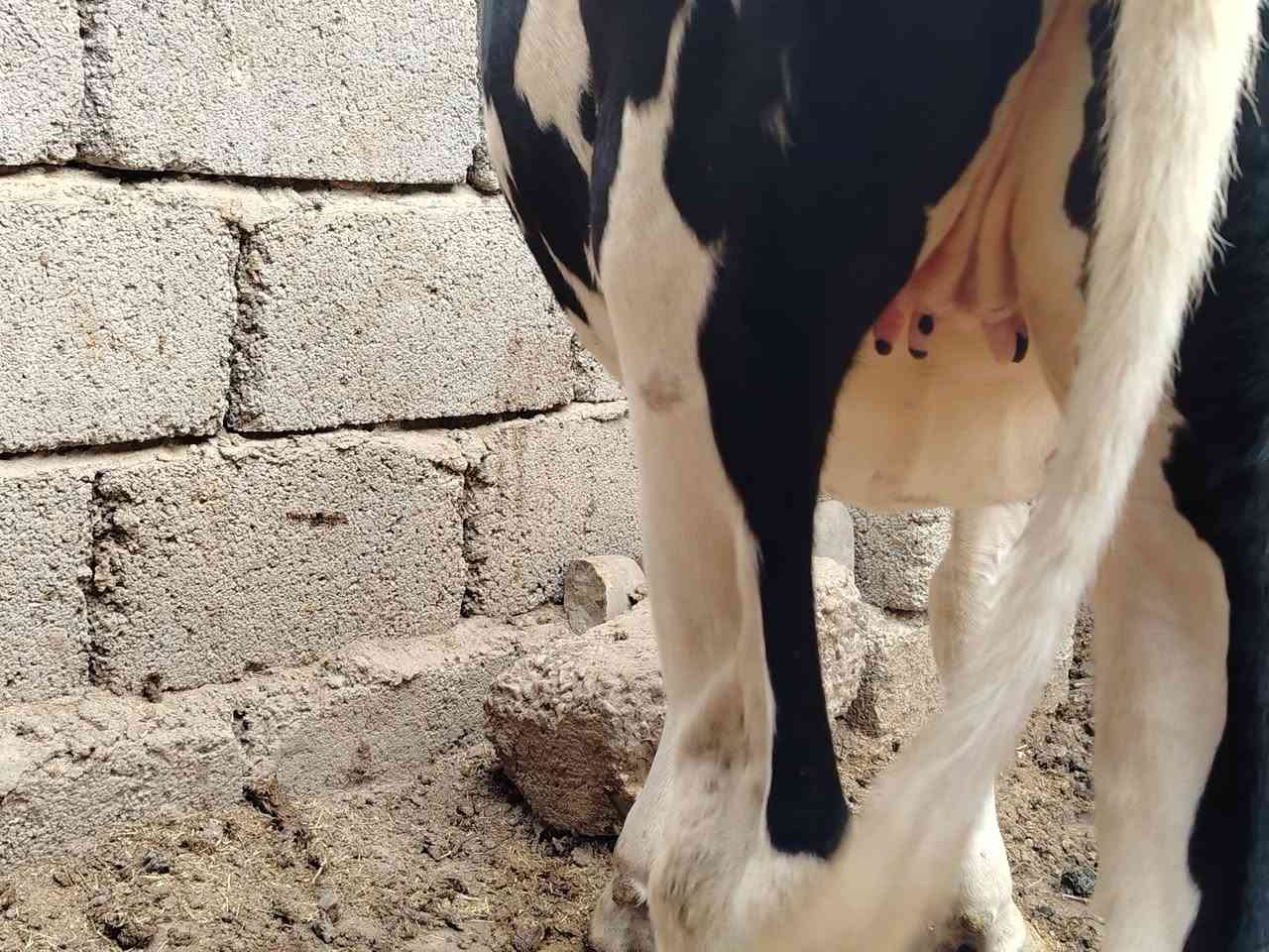 ٧-٨ أشهر • حلال نضيف • الخضراوينه صلاح الدين