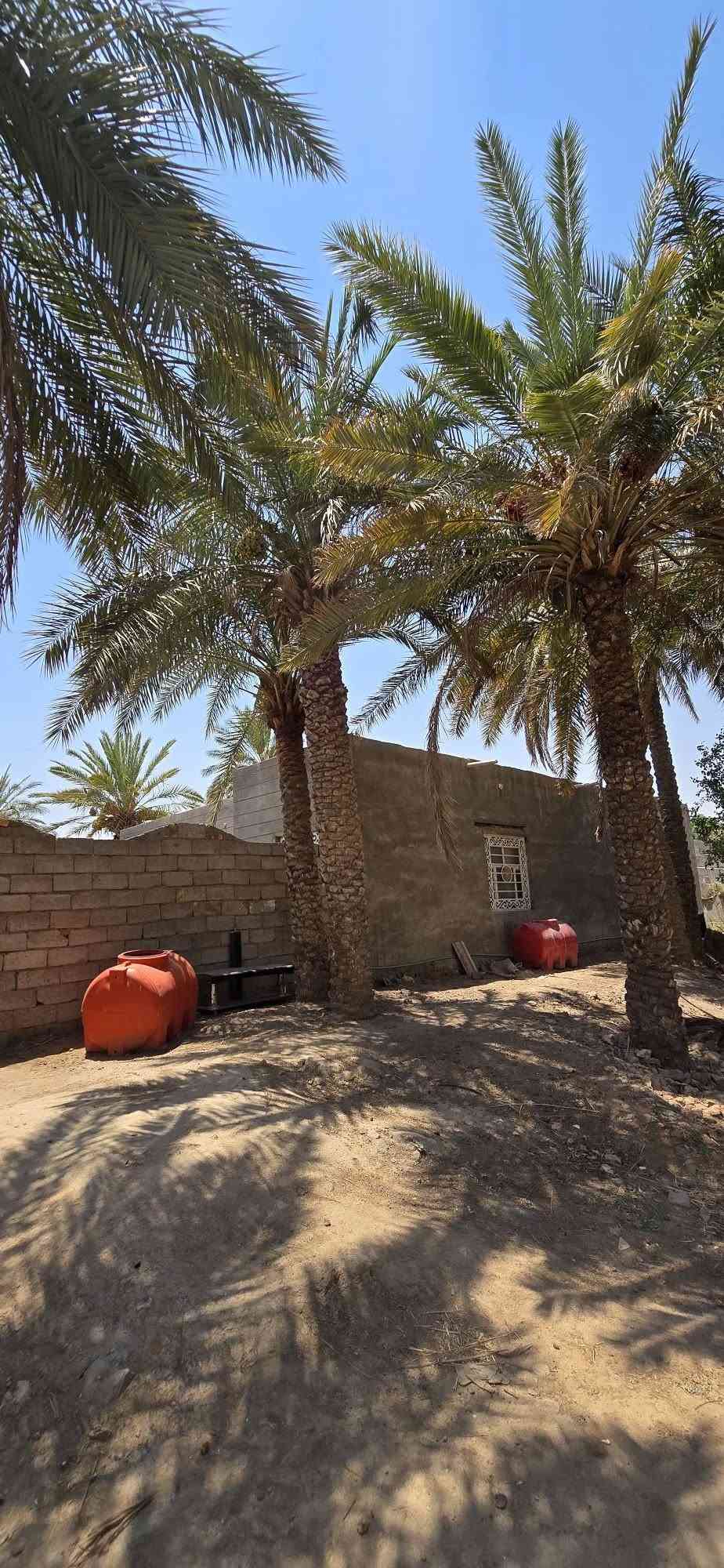 الديوانية السدير • ١٠ دونم • ٣ بيوت وبستان