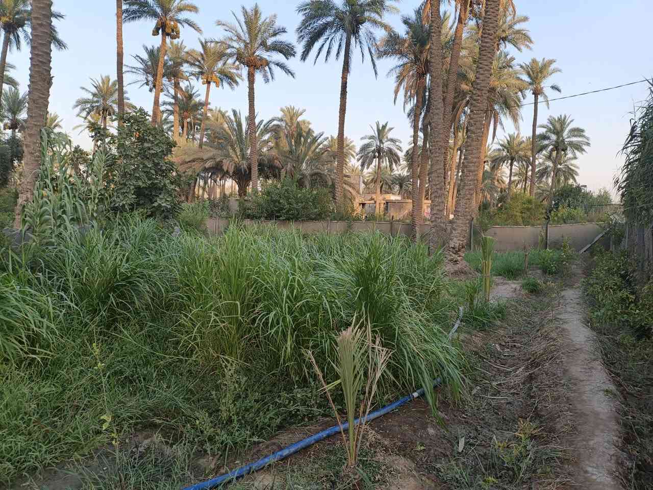 ياالله
اللهم صل على محمد وال محمد
للبيع  مساحة أرض طابو زراعي صرف سند 25 تحويل مباشر

مساحة الأرض 405متر 

تتوفر كافة الخدمات ماء وكهرباء وتبليط عشرة متر امام الارض مولدة شارع 

مدارس ابتدائيه متوسطة ثانوية اسوق 

العنوان: حله الشارع الرابط بين شارع 100 وبزل حجي علي تنزل 

على الفرعي مسافة 350 متر

السعر اتصل وبيك خير وتدالل مايعجبك اعبر المنشور 

ودعيلنه بالرزق ربي يرزقك ويرزقنا للااستفسار اتصل على الرقم 

الموجود بيه واتساب 

***********
