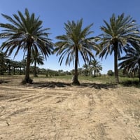 عشط نهر الفرات • ٣دونم • طابو