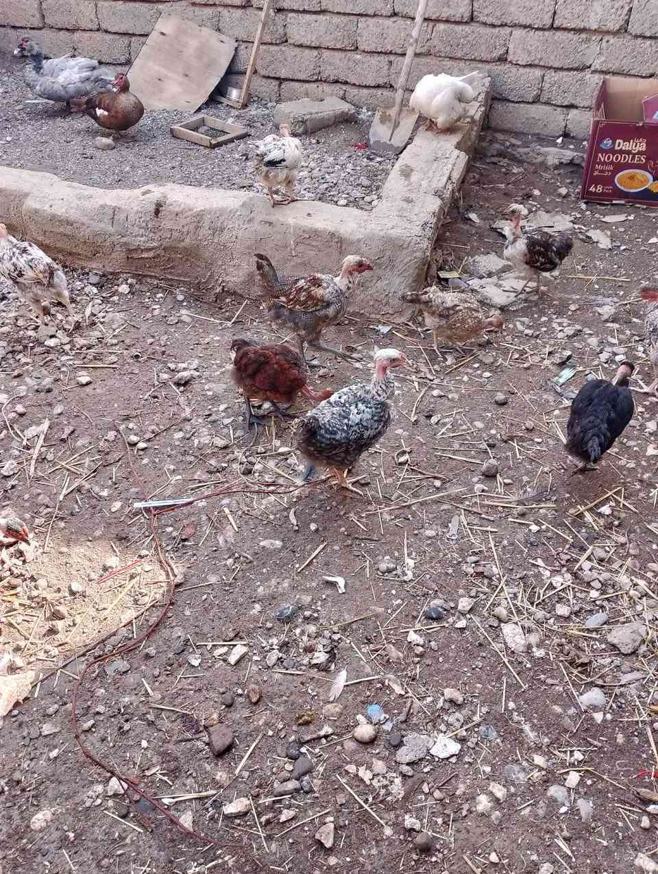 فراريج مسقووف   عمر من  6  اشهر لي7  فراريج سلطاني عمر 4 اشهر    5 تك بطات رصاصي وزوج احمر بطات   خابر ونتفاهم ***********
