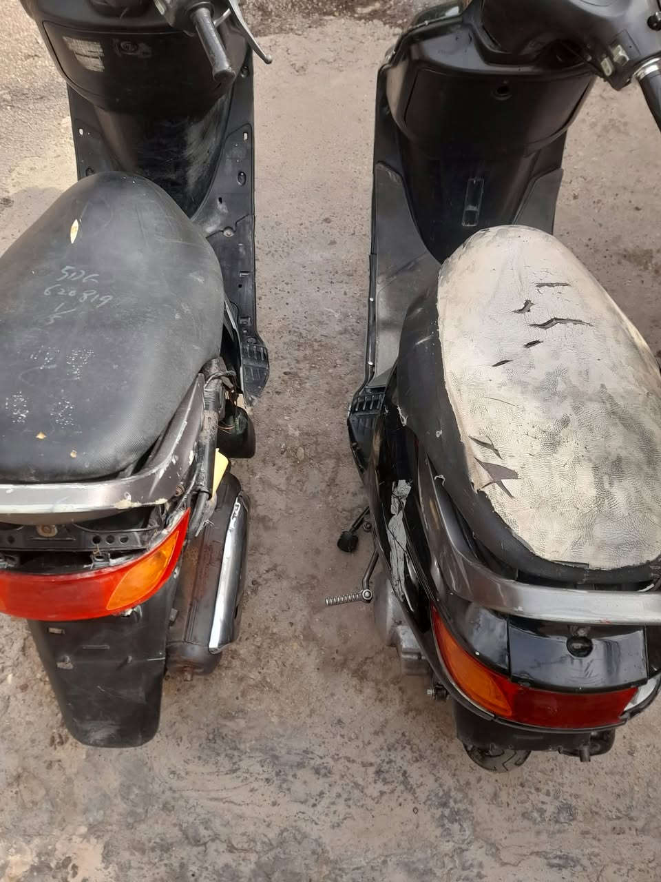 فراشة • نسيا • فحل