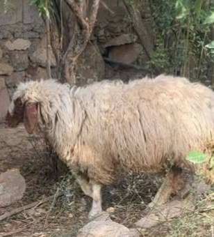 فطيم • للبيع