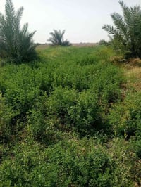 أرض • متاح • للبيع
