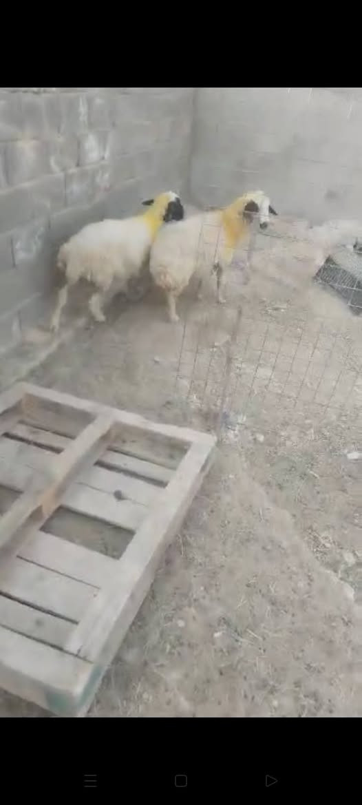 زوج نعاج شحم ولحم عشر بس كبار عمر مالات بيت شرط النصاح سعر الزوج ٤٧٥   *********** حديثة حي العسكري. واتساب ماسنجر
