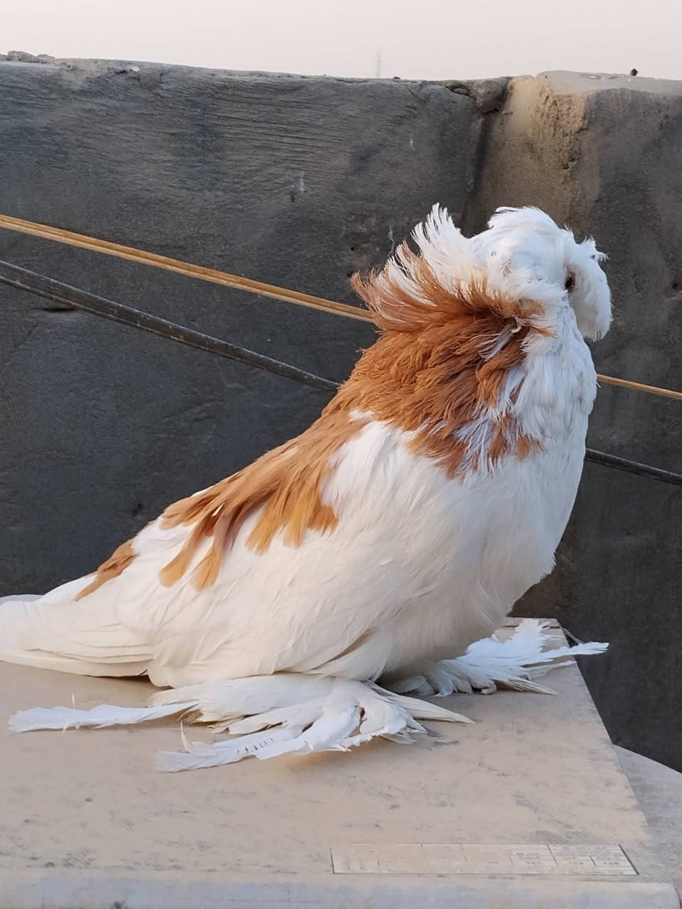 بخاري • افحله • عدد ٢