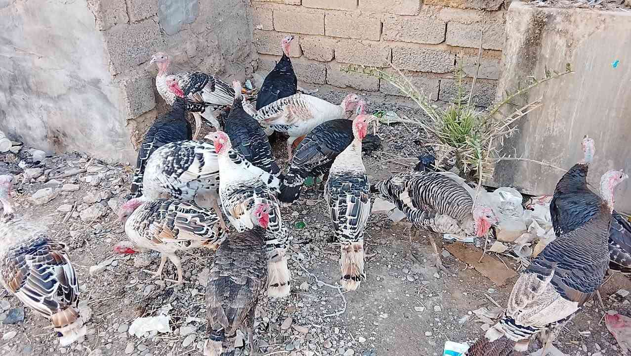 ١٤امايه • بنات السنة • تكريت القادسيه