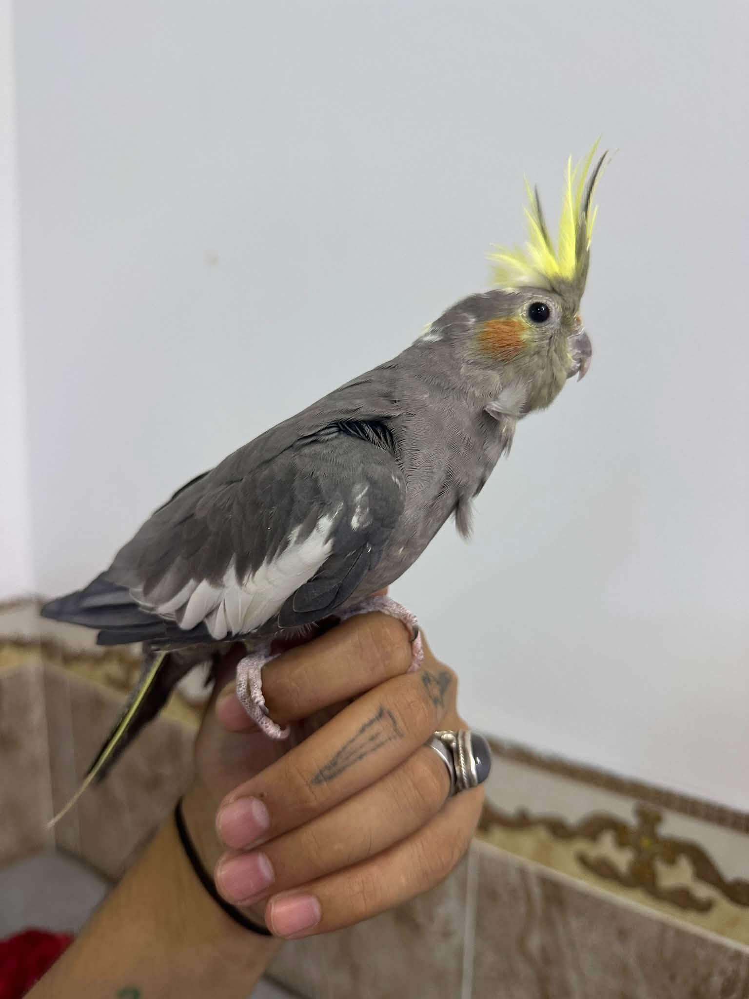 ٥ كوكتيل • ٣ كبيرة • قفص