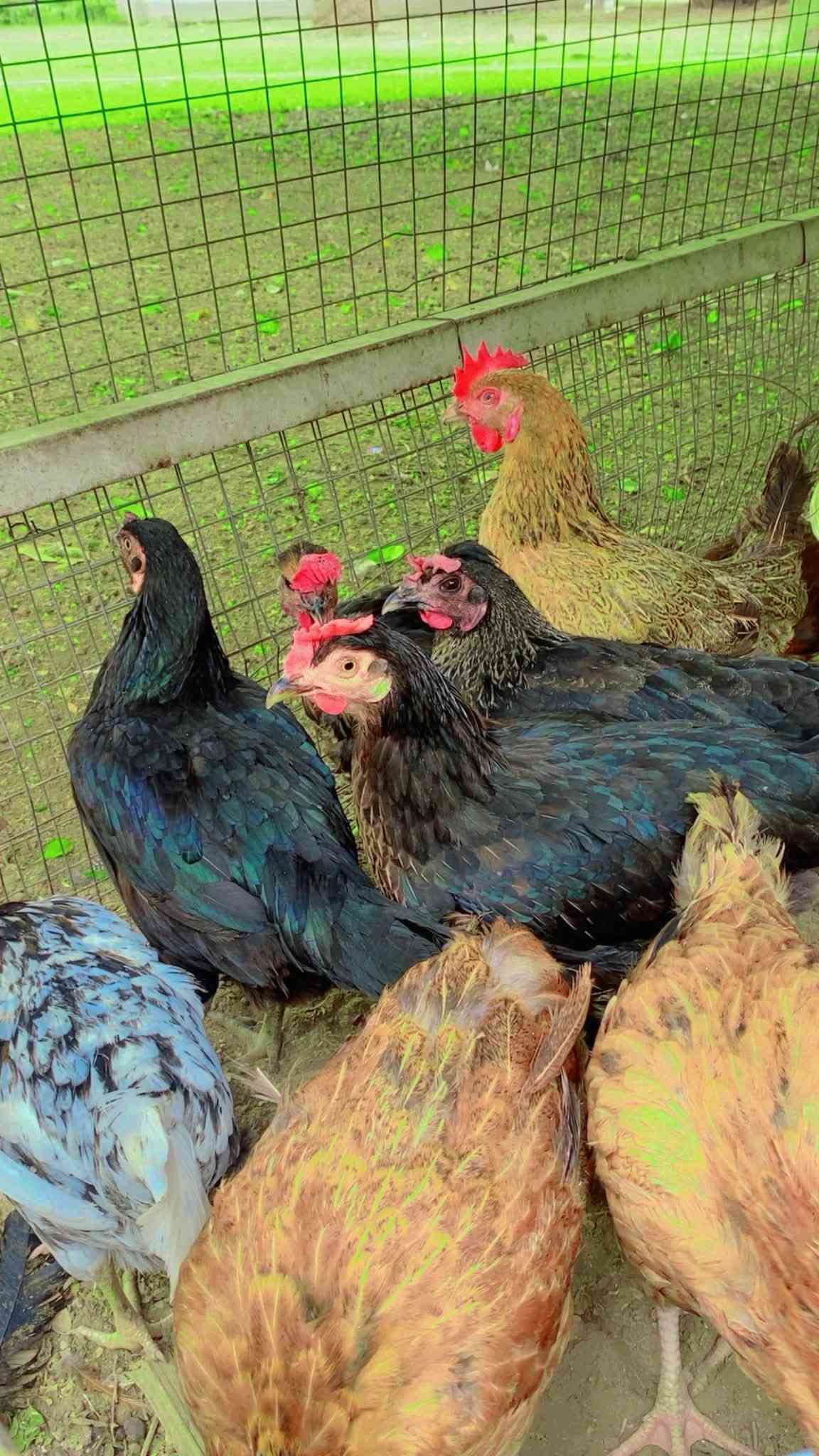 دجاج بياض • ٢٠ قطعة • بغداد التاجي