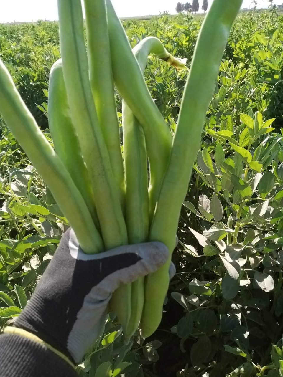 🌱 بذور باقلاء هولندية ممتازة! 🌱
​المواصفات الفنية للمنتج:
​الشركة والعلامة التجارية: Bio Verde (Bio Verde Seeds)
​الصنف: أكوادولس - قرون طويلة جداً (AQUADULCE Extra-Long Pod)
​المنشأ: هولندا (Holland)
​تاريخ التعبئة: 7 / 2026
​نسبة الإنبات (Germination): لا تقل عن 85%
​نسبة النقاء (Purity): لا تقل عن 99%
​المعاملة (Treatment): مسبورة ومُعاملة بالمبيد الفطري (Metalaxyl-M) لحماية البذور
​الوزن: 5 كغم
​رقم التشغيلة (Lot Number): 26.20.01/01
​📞 للاتصال والاستفسار: ***********
💬 للتواصل عبر الواتساب: ***********
