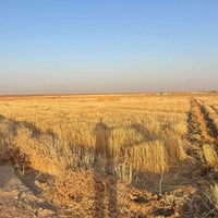 ٢٫٣ دونم • سديرة عليا • مقابل نقطة الحشد