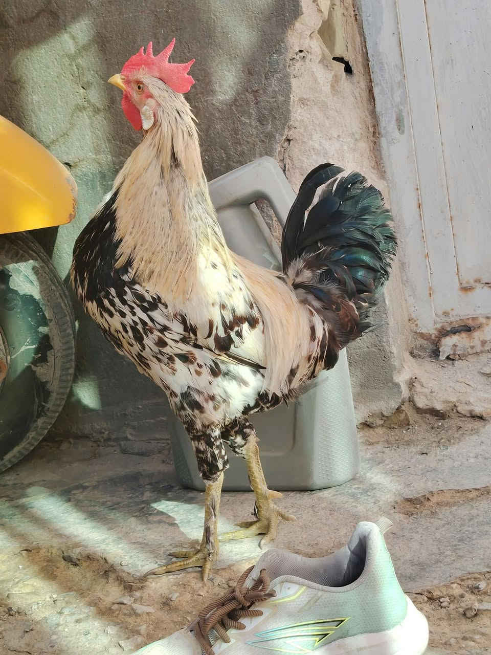 دجاجة • ديك • واتساب