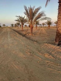 بابو غريب سميلات • ١ دونم • طابو زراعي