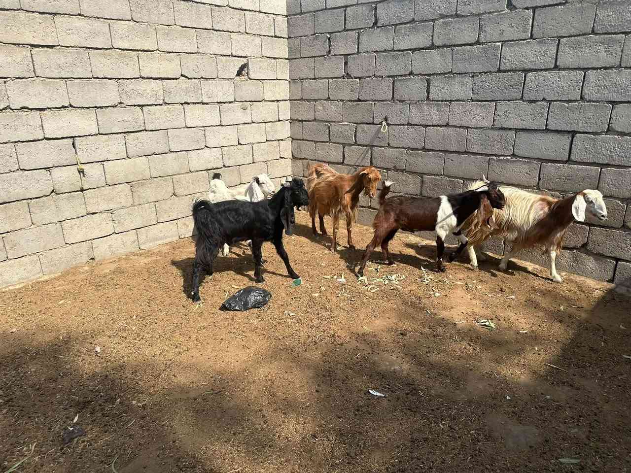 ذكور ٣ • جذاع ٢ • شهربان المقدادية