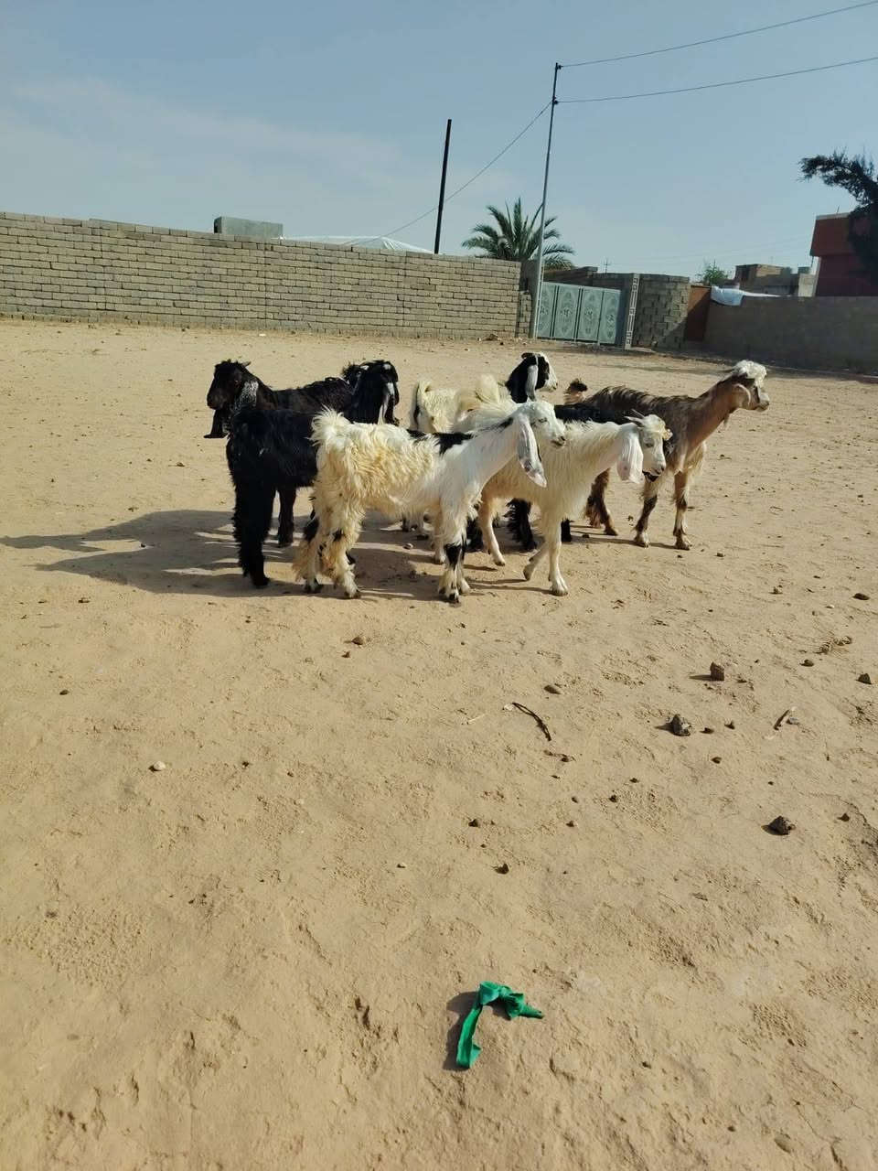 جديان • حلال درجة أولى • الشرقاط
