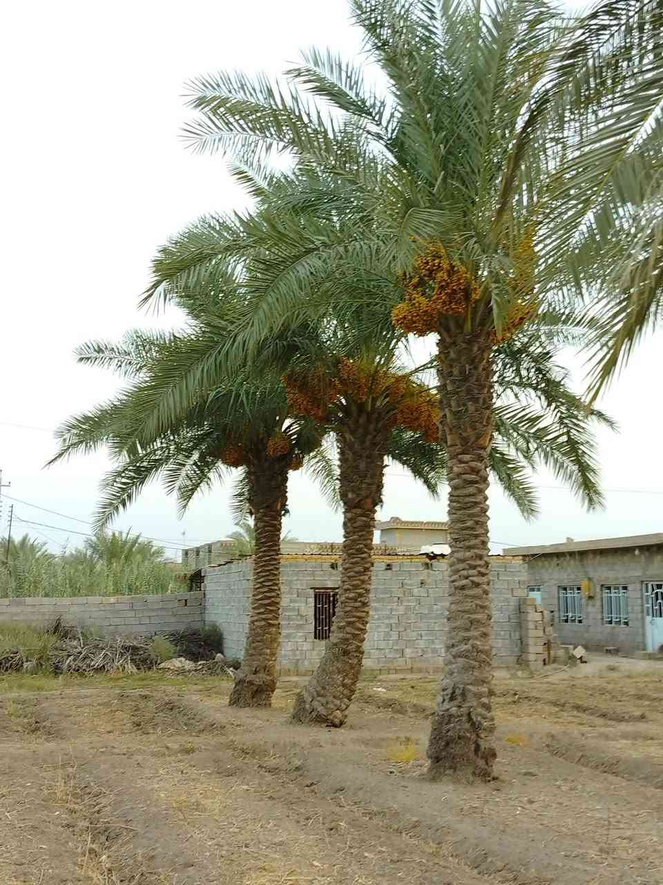 يوجد نخل حمال درجه اولى وملقح 3 خستاويه  والباقي زهدي  للستفسار ***********   ***********

