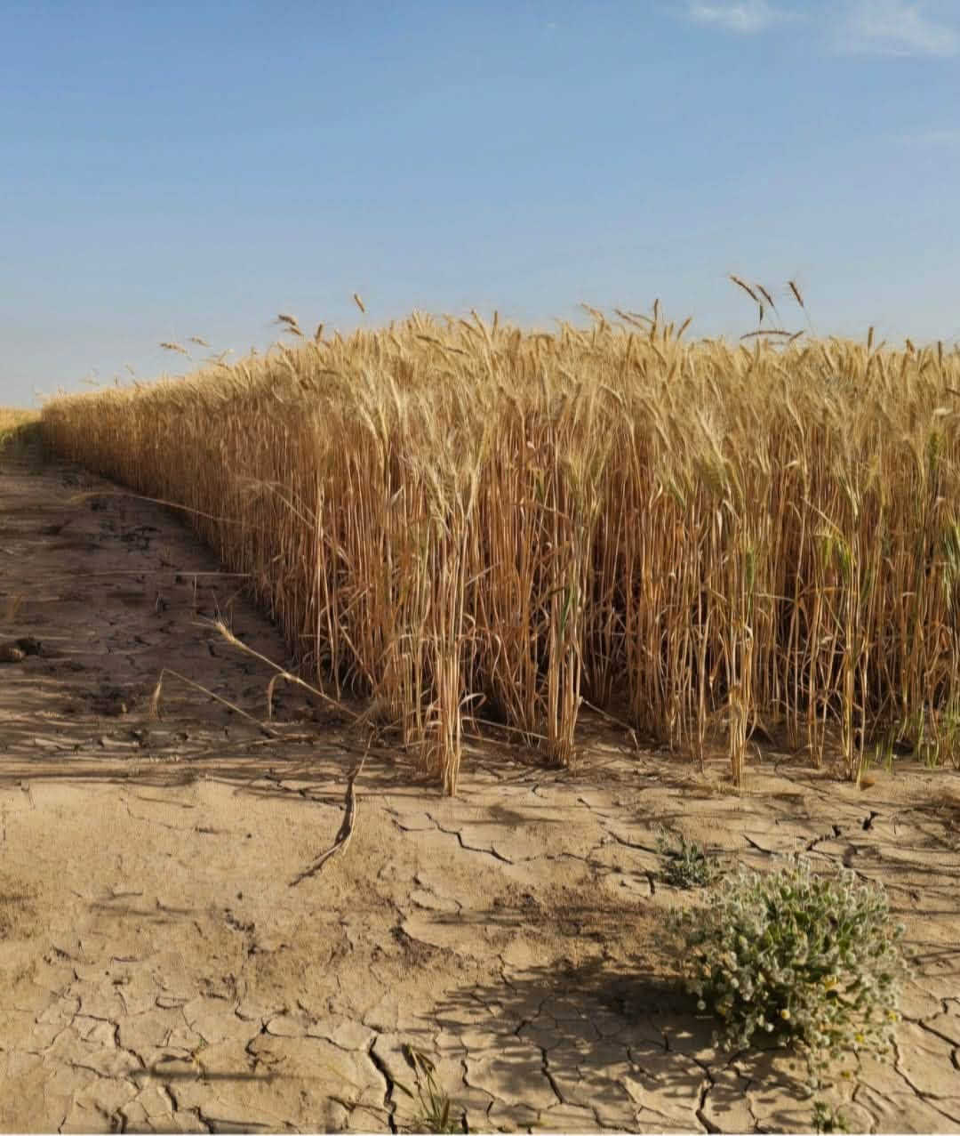 عربية بنت المغلف • درجة أولى • مكيس وموزن