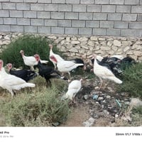 NOTE 40 Pro • ١٠ قطع • للبيع