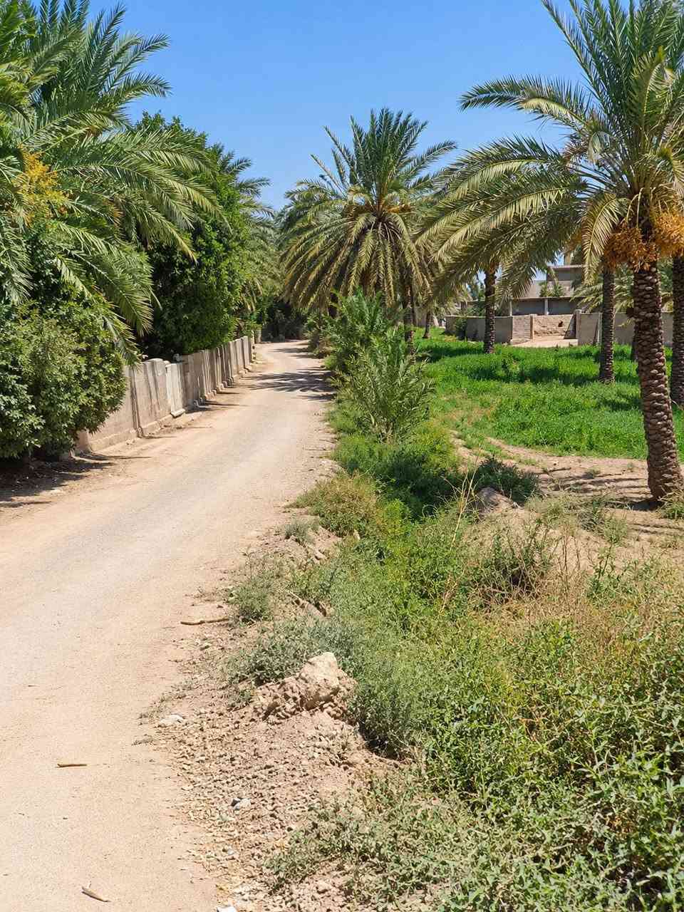 نص دونم • قريب دجلة • نخيل