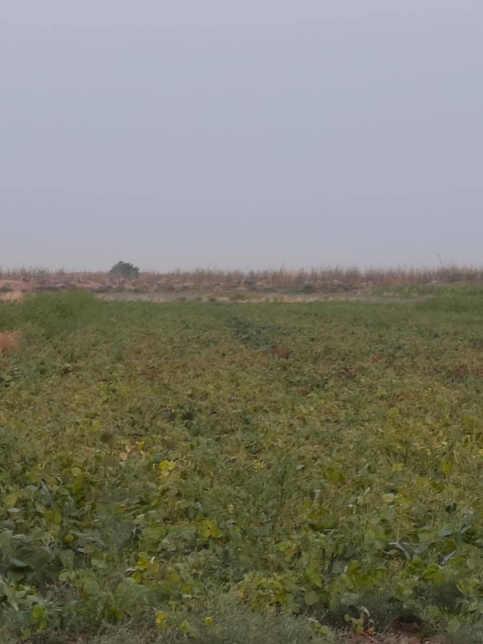 سلام عليكم ارض زراعيه للبيع متوفر جميع خدماته من ماء وكهرباء واساله وشارع رئيسي يبعد ٥٠ متر الكاع امعدله ليزر جاهزه من كلشي سدر ماء شرط صيفي وشتائي تزرعه مساحته 17 دونم السعر الدونم 3300 وبيه مجال ***********..***********
