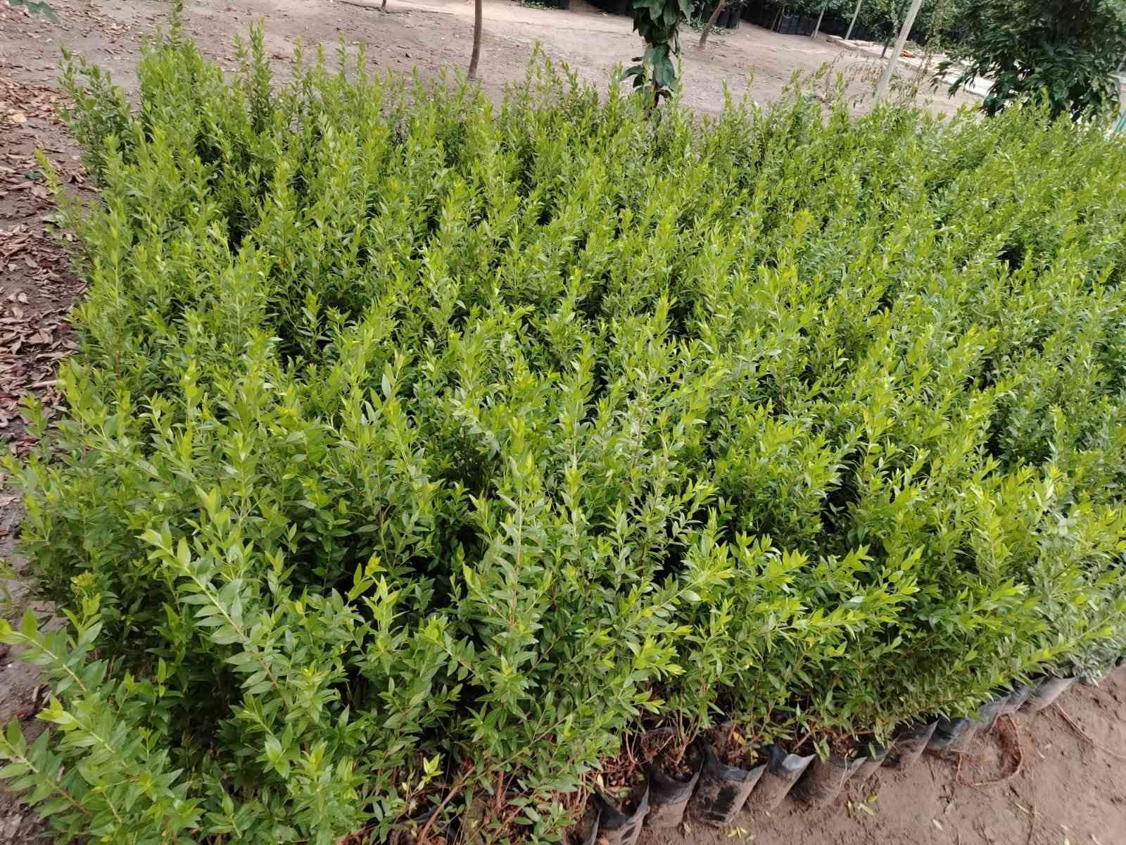 السلام عليكم 🌿
مجموعة مشاتل السيد توفر لكم أفضل شتلات الزينة والحمضيات:
(ياس سندانه خشن ، دم العاشق ، كاريزيا ، بخور ، جهنمي متسلق خشن ، ياسمين هندي خشن / وسط / صغير ، دورنتا ليمونيا ، دورنتا ليمونيا مشخطه ، ورد محمدي متسلق ، ورد القداح ، ياس جيس ، الدخان ، حمضيات صيني ، ياباني ، برتقال سكري ، برتقال عراقي ، ليمون عراقي ، لالنكي عراقي ، وأصناف أجنبية أخرى).
📲 للتواصل المباشر عبر الواتساب اضغط على الرابط:
https://wa.me/9647713397964

او الاتصال بنا عبر الرقم الاتي
***********

نص مكتوب في الصور:
- مجموعة مشاتل السيد لتصميم الحدائق ومنظومات الري والتقطير تصميم الحدائق منظومات الري منظومات التقطير *********** سبع ابكار قرب الوقف السني