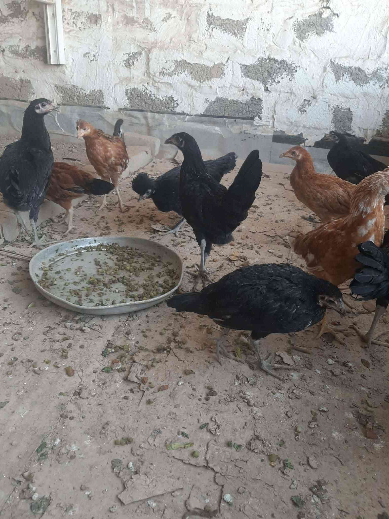 شلع كلو • واتساب • خط رقمي
