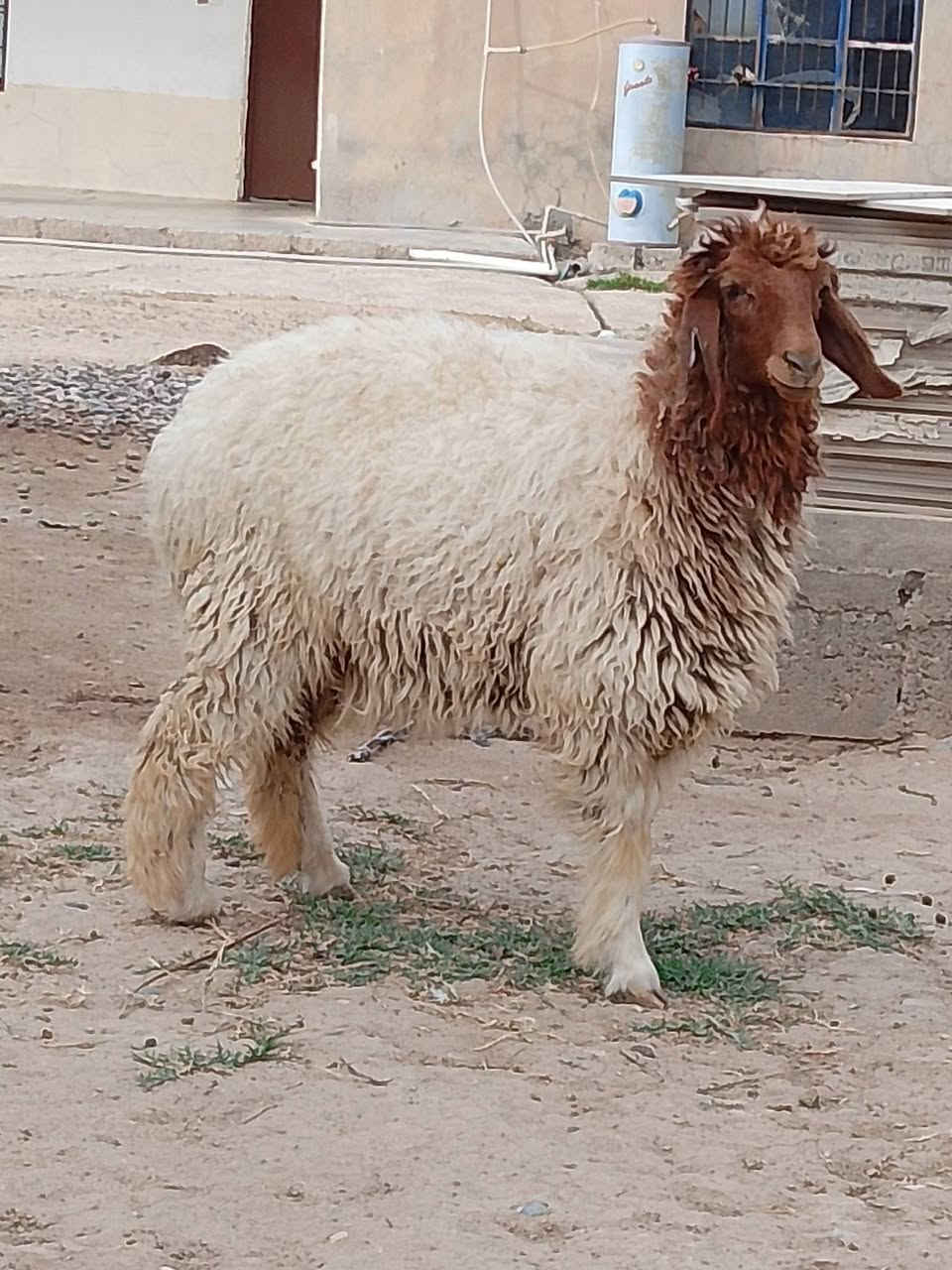 دجه لحم • سمينه • الشرقاط الحوريه