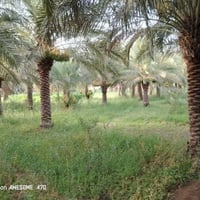 بستان • ٢ دونم • واجهة ٢٢م