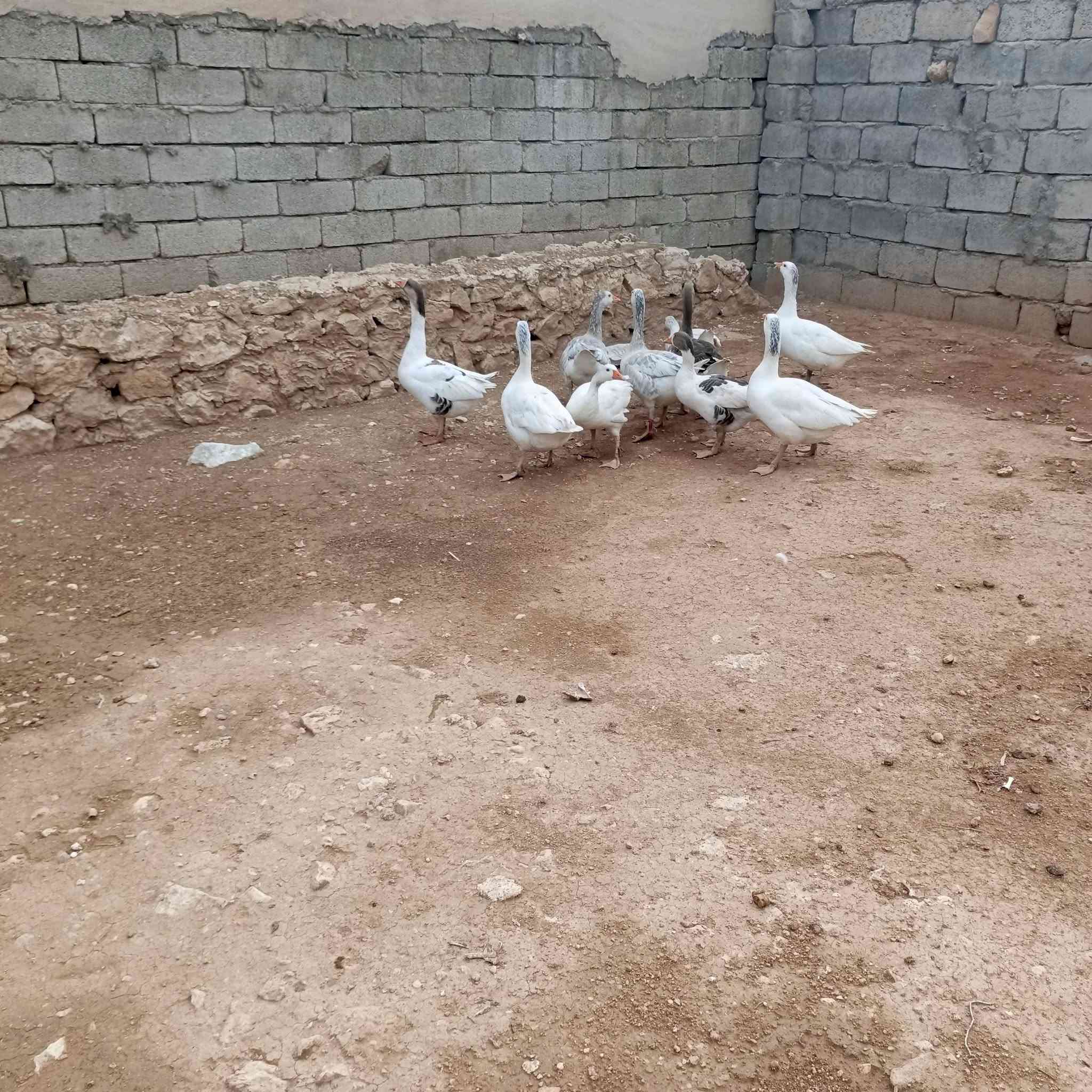 تلعفر • غازات • ١٠ قطع