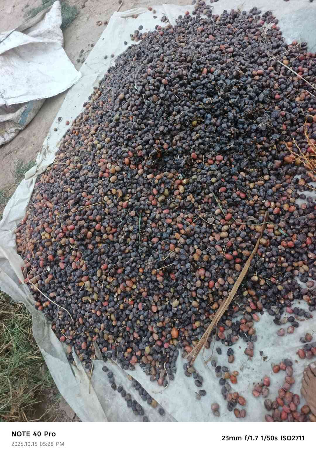 تمر علف • يابس • خضر
