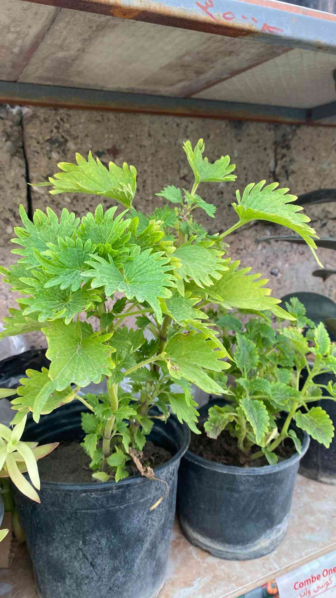 السلام عليكم 🤍وصول وجبة نبتات جديدة انتضرونا العصر تنزل الاسعار  اهلا بكم بمشتل دوميز 💙🌳
