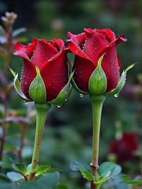 قطعه أرض للبيع سند 25 المساحه 410 واجهة 12 المكان التاجي المصابيح قريب...