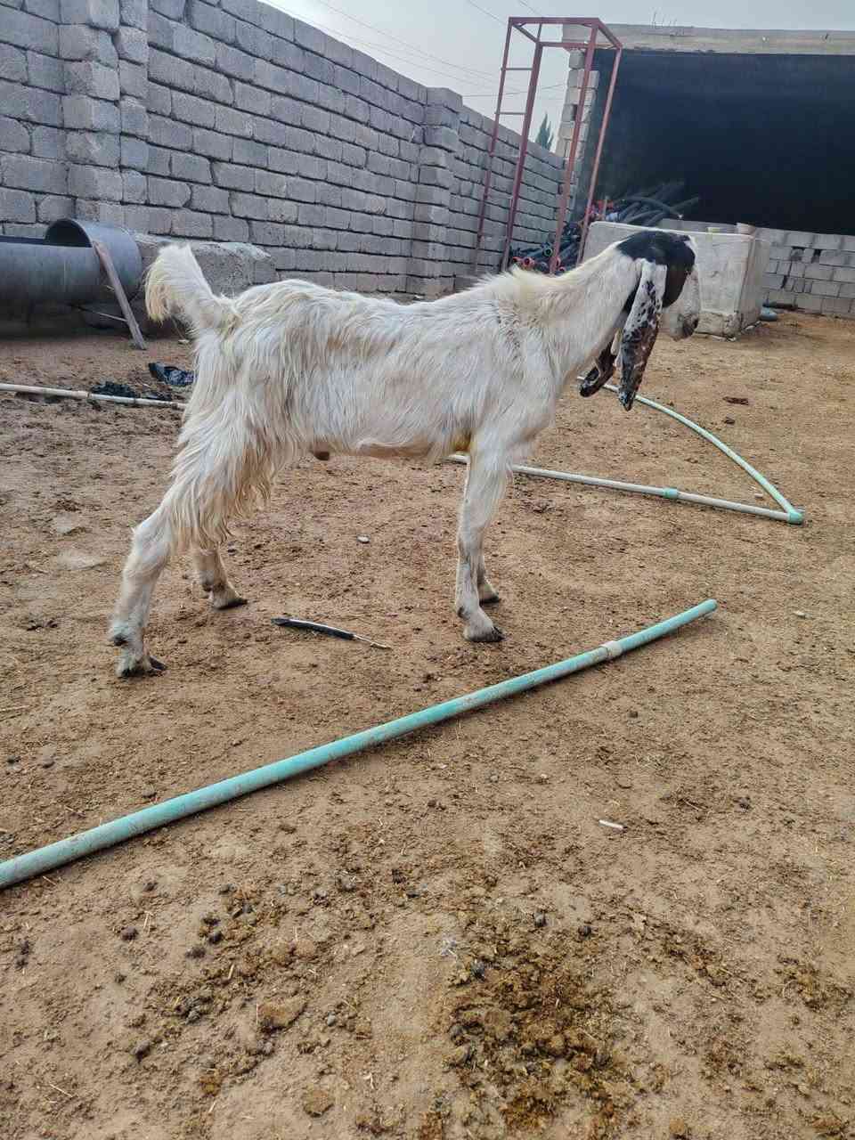 جدي افغاني • درجة اولى • الشرقاط