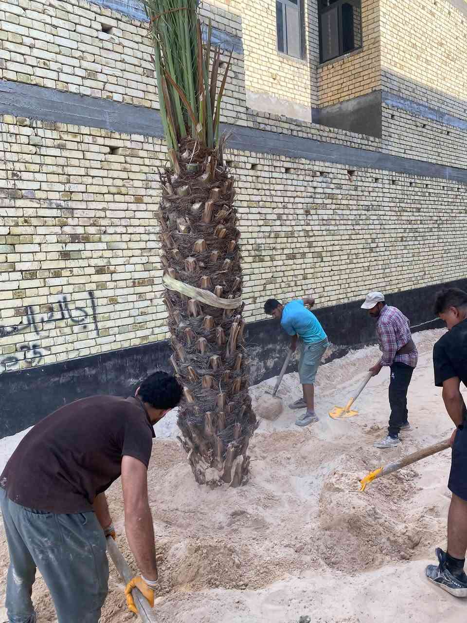 سلام عليكم عشاق ومحبين النخيل مستعدين لبيع وشراء كافة انواع النخيل الموقع بصره ابو الخصيب ***********
