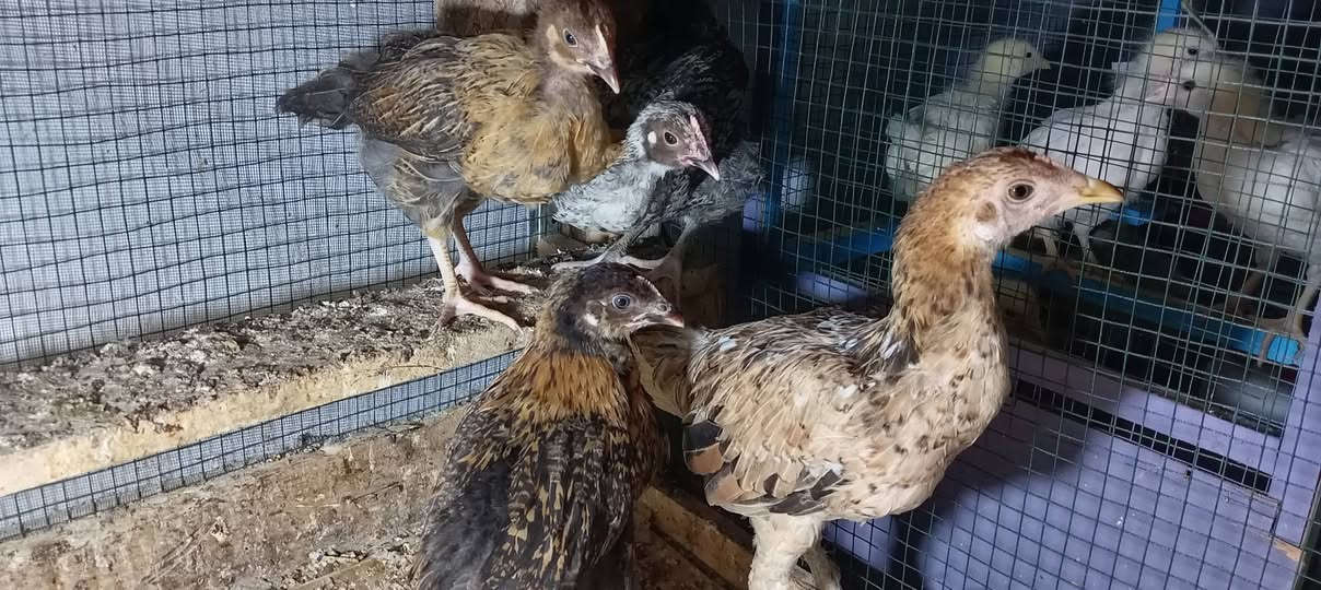 متاح للبيع فراريج عرب عدد ٤تك شلع ٢٥الف ***********
***********
