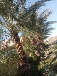 زرع ثيل • لاينات • ترتيب النخل