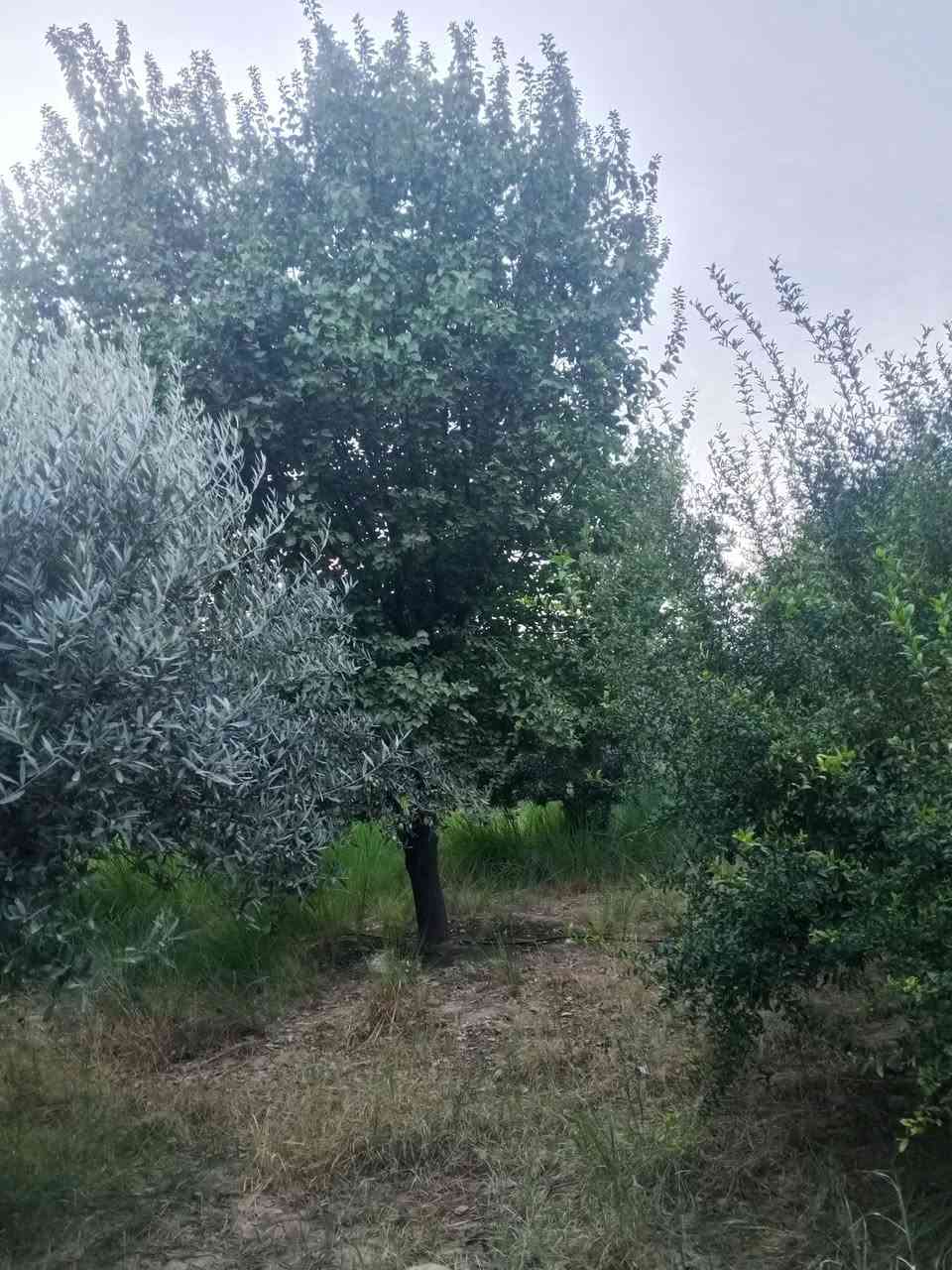 كركوك • ٤ دوانم • سند ٢٥