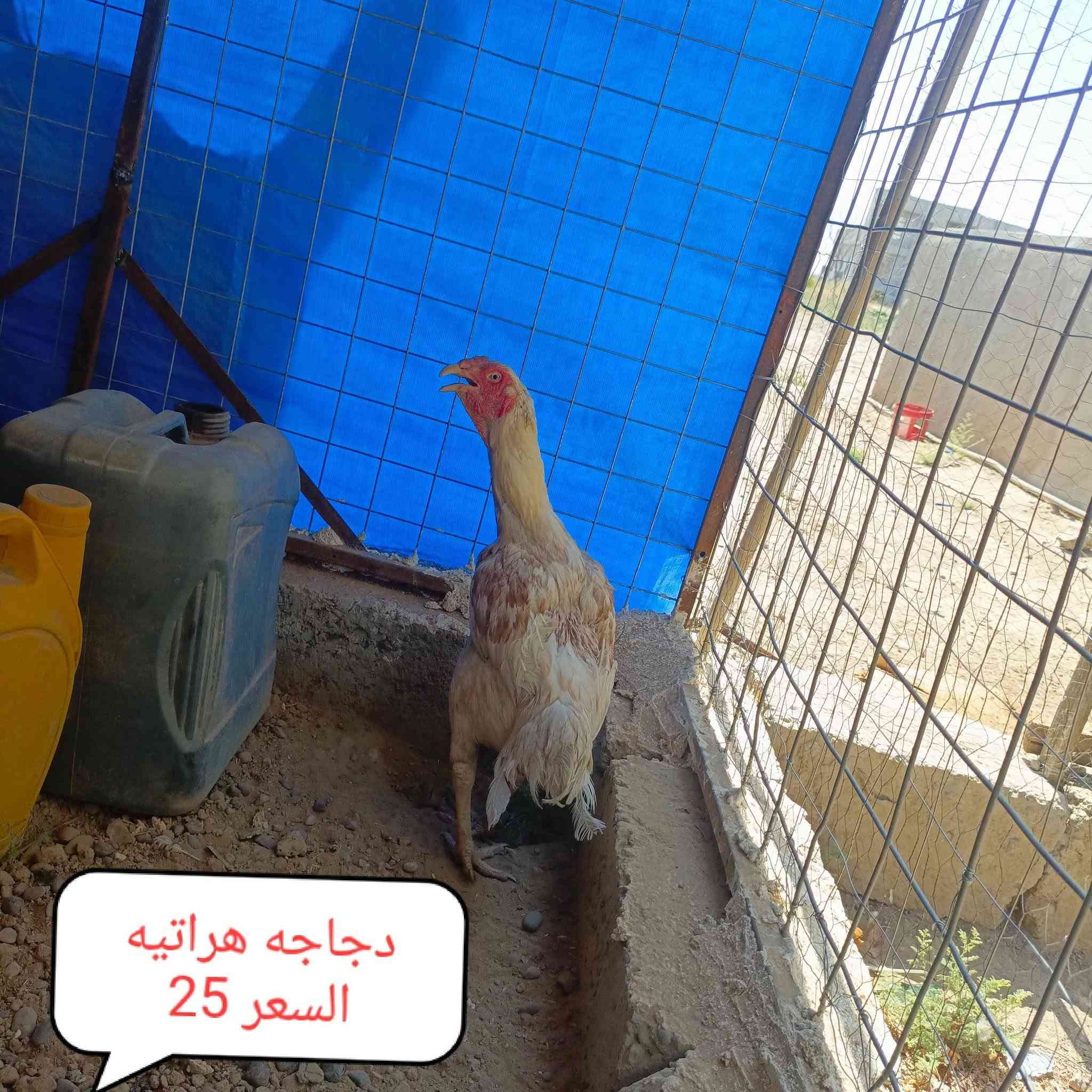 لسلام عليكم يوجد دجاج هراتي السعار داخل الصور المكان الشرقاط الساحل الايسر السلمان
الاتصال ***********
