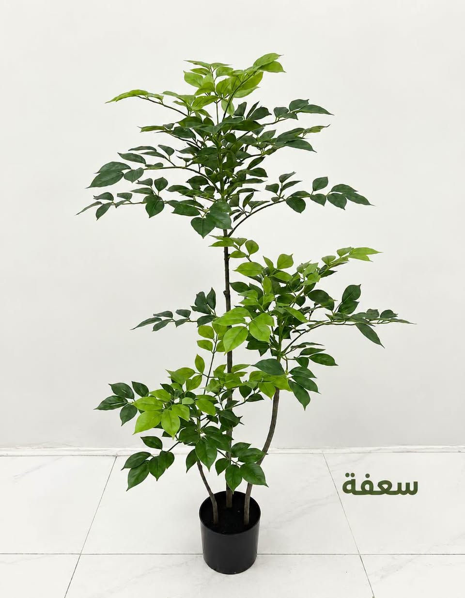 نباتات
وصلتنا نباتات اصطناعية
ومثل ما عودناكم كوالتي درجة أولى 
بأرتفاعات  مختلفة والكمية محدودة
للطلب مراسلتنا #دايركت او #واتس ***********

#سعفة 🌿
#متوفر_توصيل_لجميع_المحافظات

نص مكتوب في الصور:
- سعفة