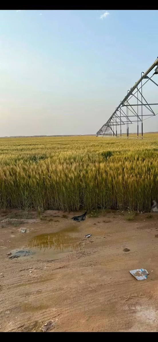 نجف دوح السدر • ١٠٠٠دونم • مشروع متكامل