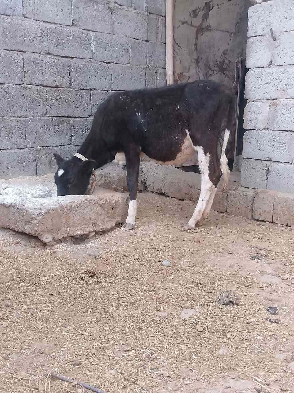 جنس اصليه • قابل تفاوض • شرط النصاحه