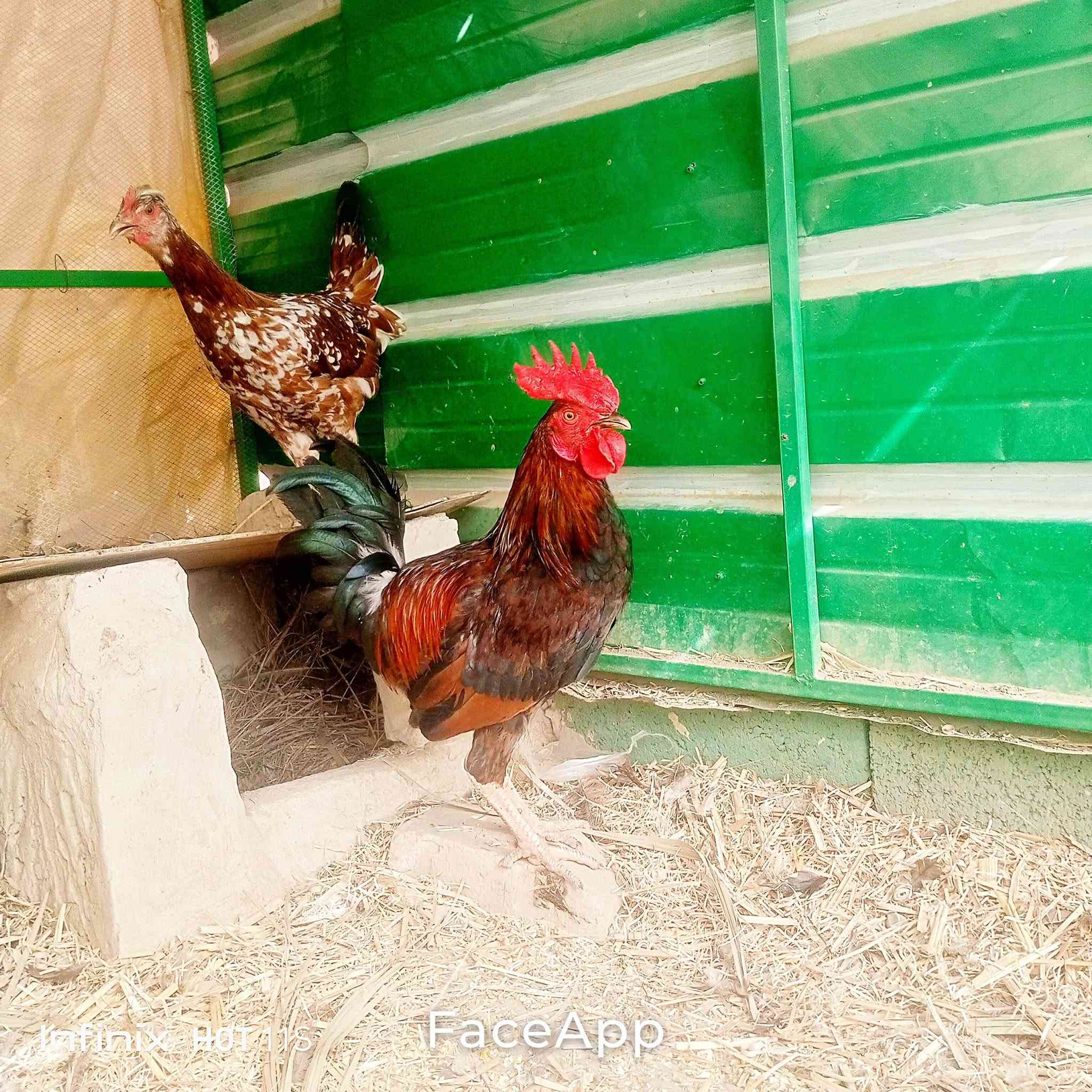 سبع البور الضباط • ديج • دجاجه