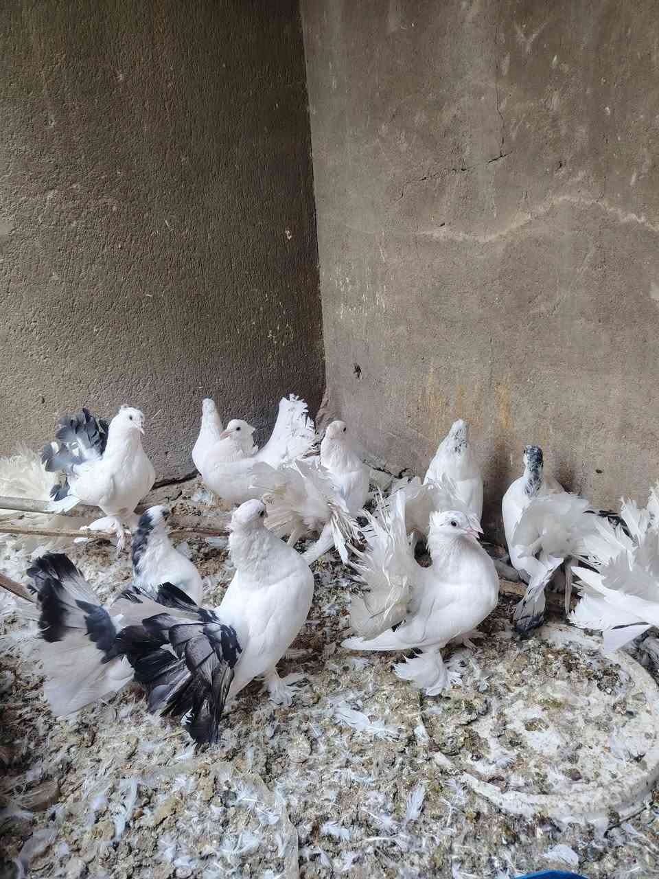 طيور هنادي • للبيع