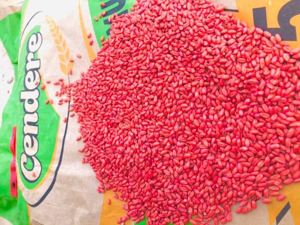 واسط صويره • بذور حنطه • مغلف مكاني