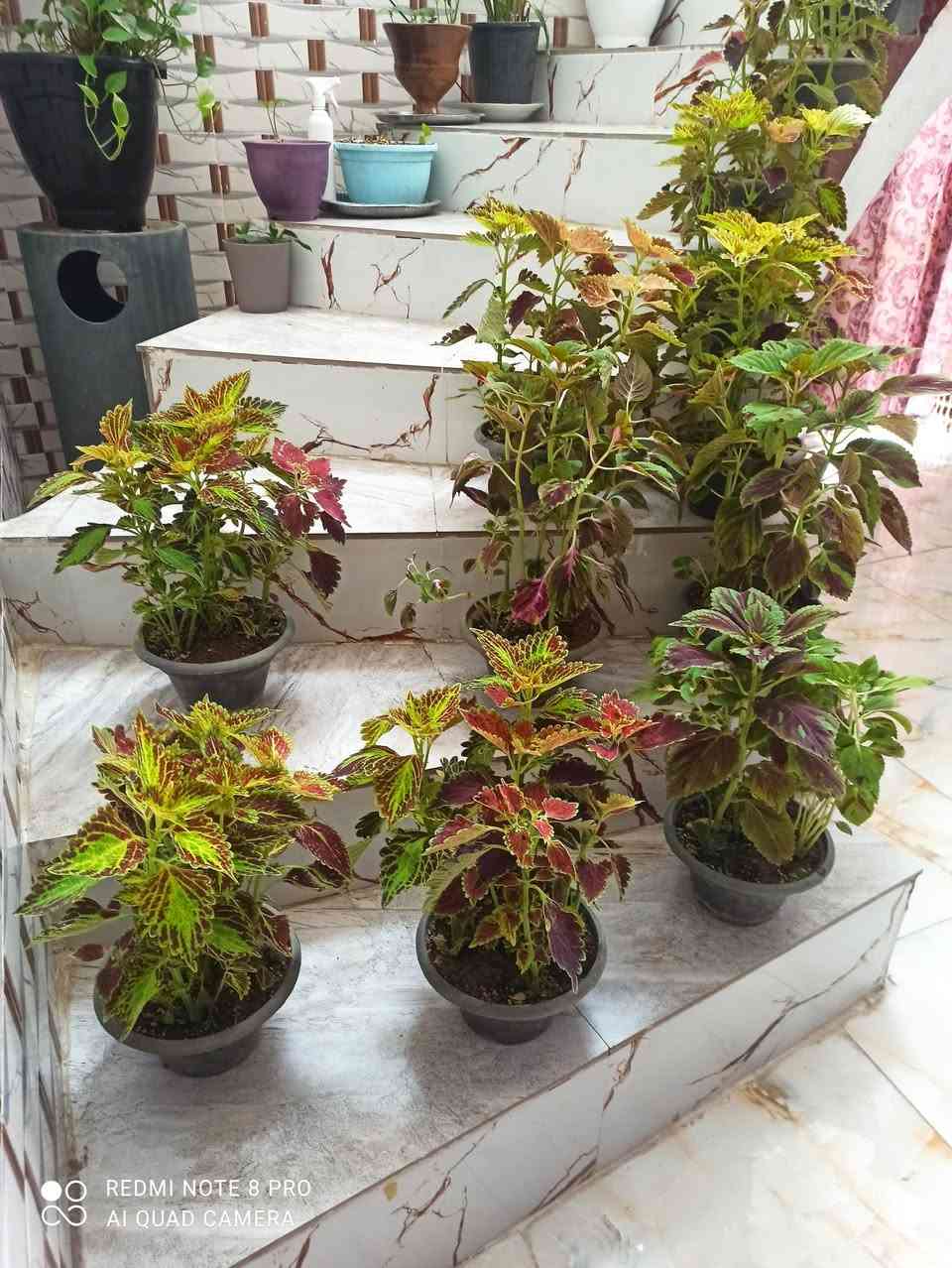 نباتات جارجيه • كربلاء • توصيل داخل كربلاء