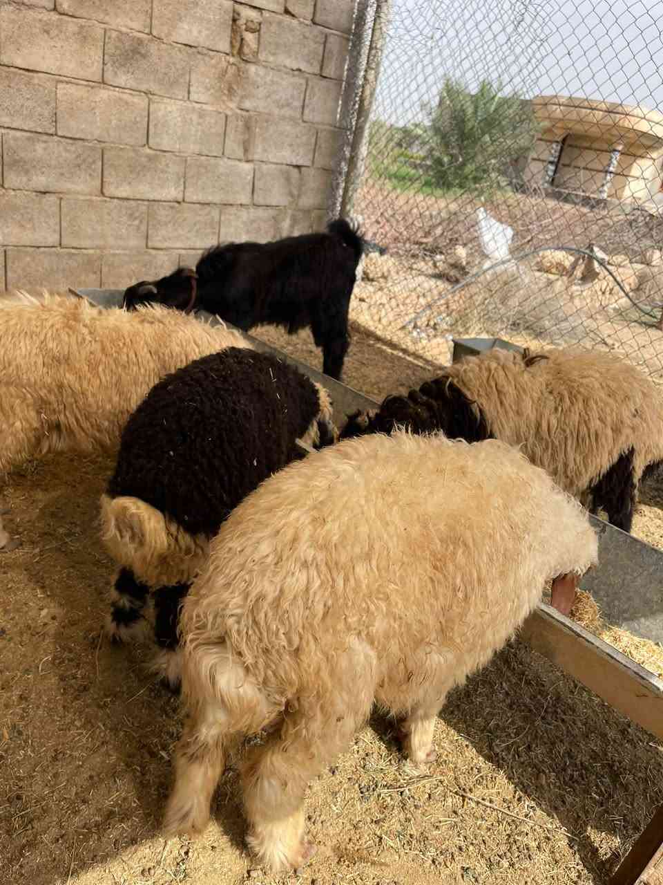 ٣ طليان • فطيمة • قريه جريجب