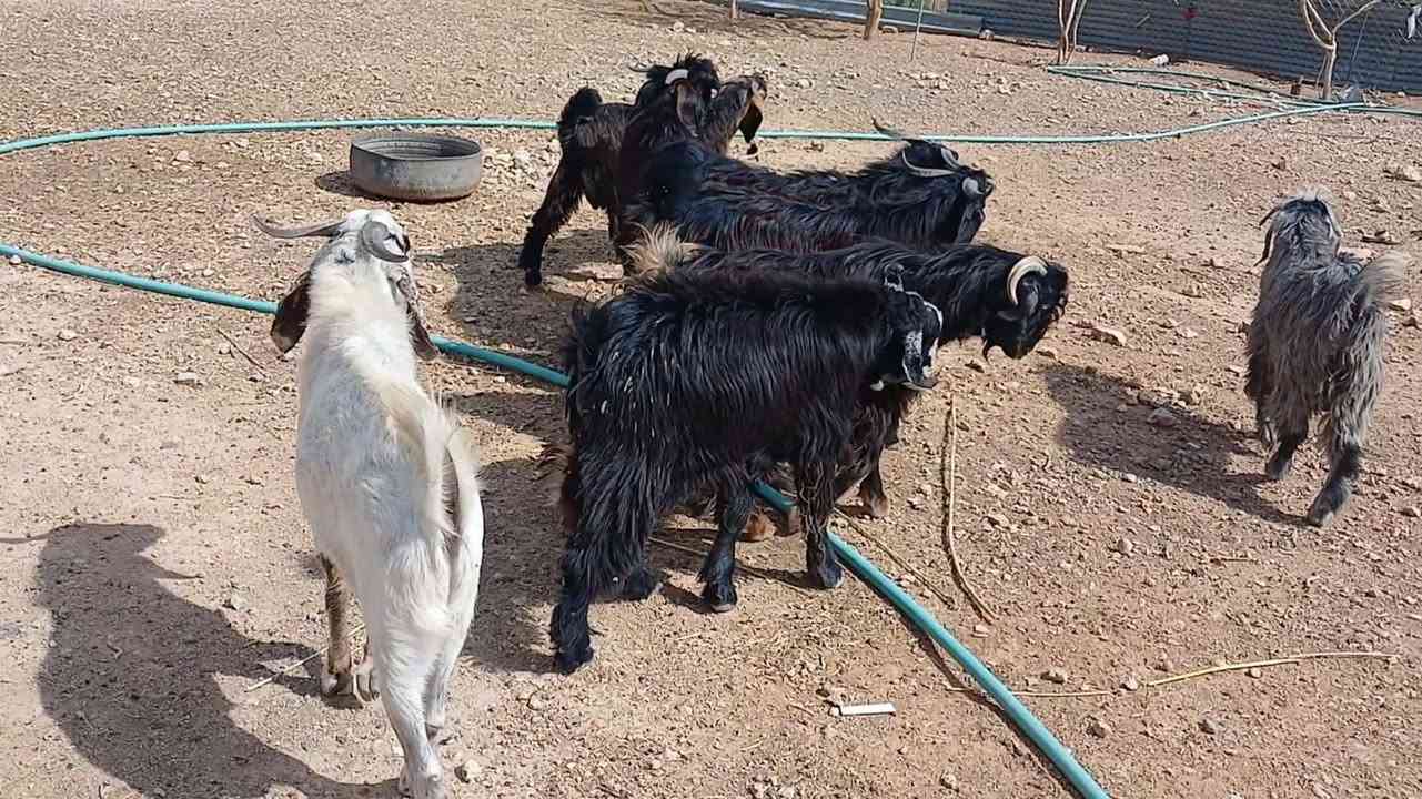 جدايا • خشانة • للدبح